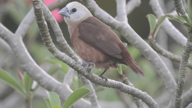 White-headed Munia - ML201726881