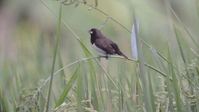 Javan Munia - ML201726931