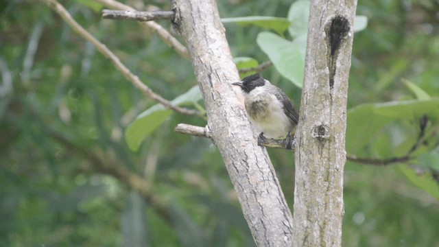 Bulbul Ventridorado - ML201726951