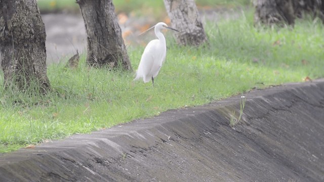 Little Egret (Australasian) - ML201727161