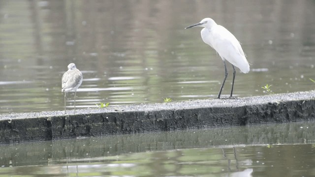 Little Egret (Australasian) - ML201727171