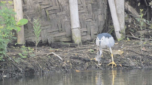 Gece Balıkçılı (nycticorax) - ML201727181