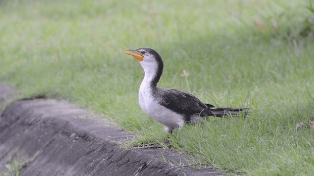 Little Pied Cormorant - ML201727201