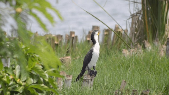 Little Pied Cormorant - ML201727211