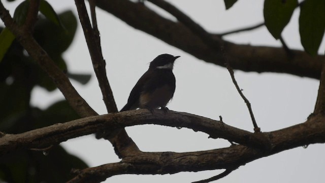 Ошейниковая веерохвостка - ML201727221