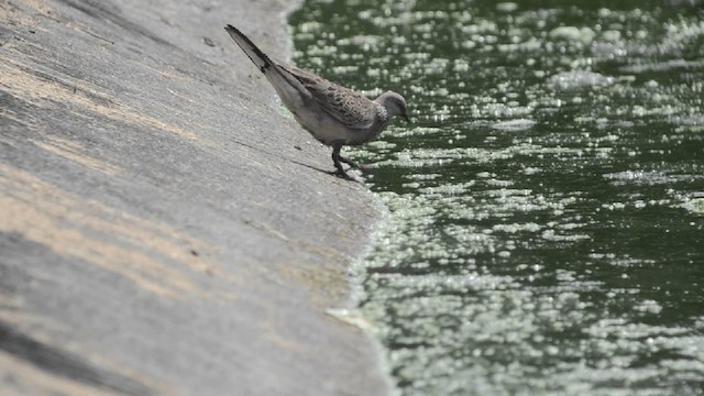 珠頸斑鳩(chinensis/tigrina) - ML201727231