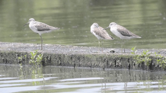 Common Greenshank - ML201727241