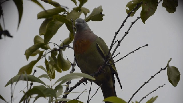 Pink-necked Green-Pigeon - ML201727251