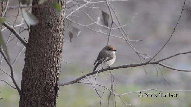 Red-capped Robin - ML201727321