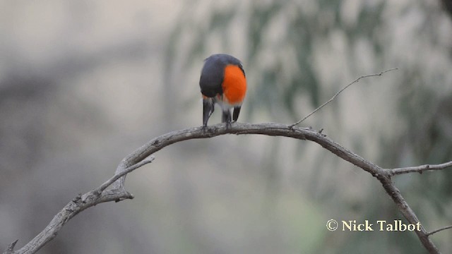 Flame Robin - ML201727361