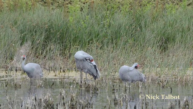 Grulla Brolga - ML201727391