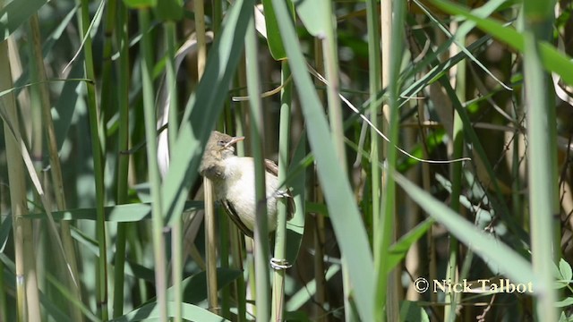 Australian Reed Warbler - ML201727401