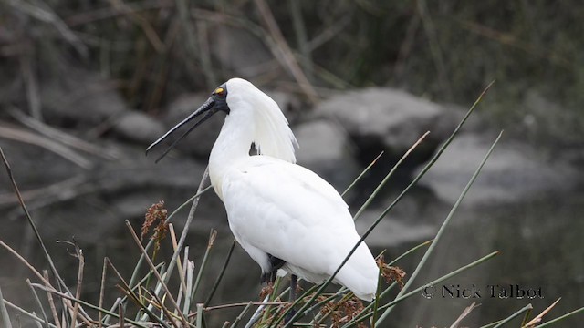 Royal Spoonbill - ML201727411