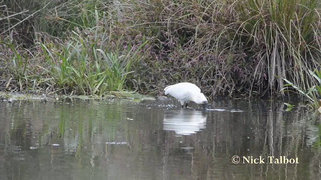 Royal Spoonbill - ML201727471