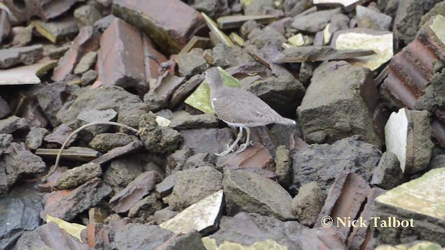 Common Sandpiper - ML201727481