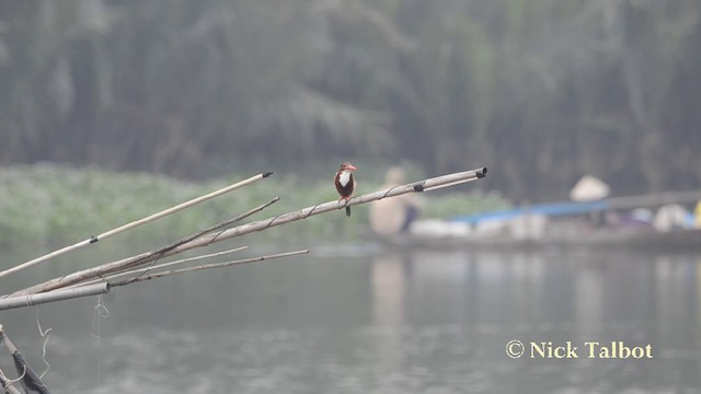 White-throated Kingfisher - ML201727491