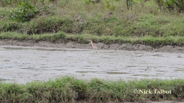 Chinese Pond-Heron - ML201727501