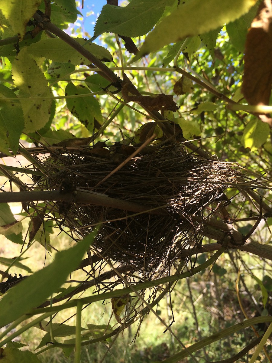 Chipping Sparrow - Lauren Harter
