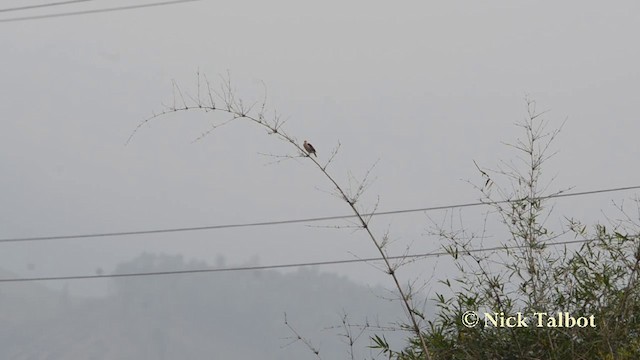 Vinous-breasted Myna - ML201727511