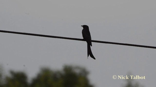 svartdrongo - ML201727531