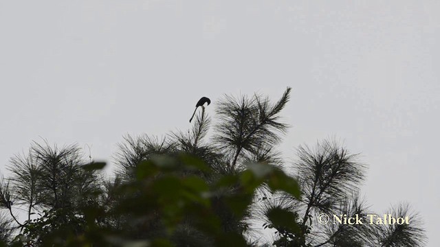 Racket-tailed Treepie - ML201727541