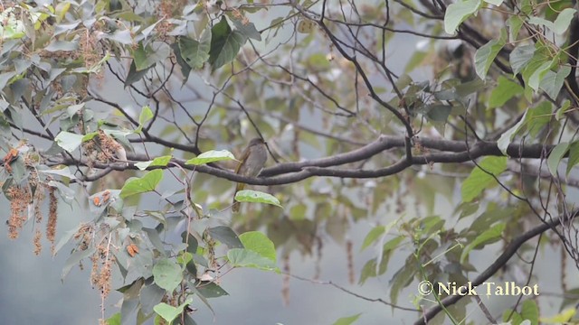 Stripe-throated Bulbul - ML201727551