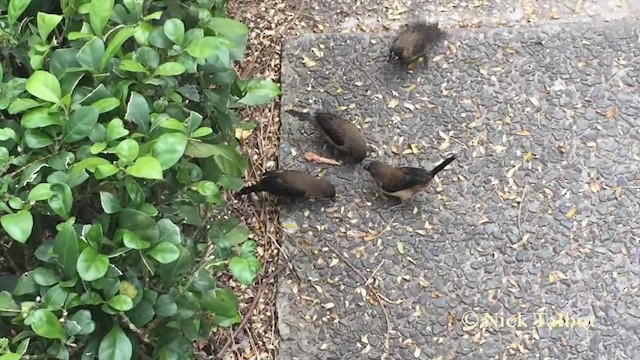 White-rumped Munia - ML201727571