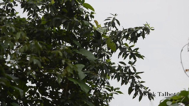 Verdin à ailes bleues - ML201727591