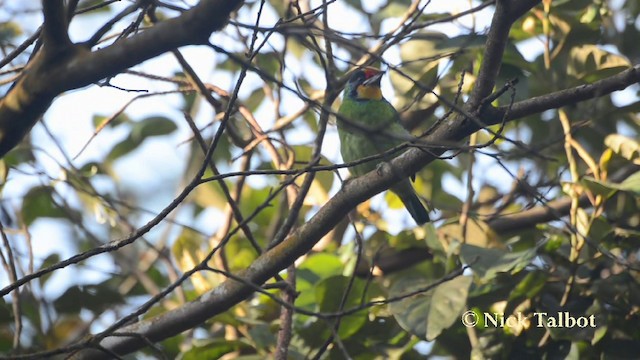 Weißwangen-Bartvogel - ML201727601