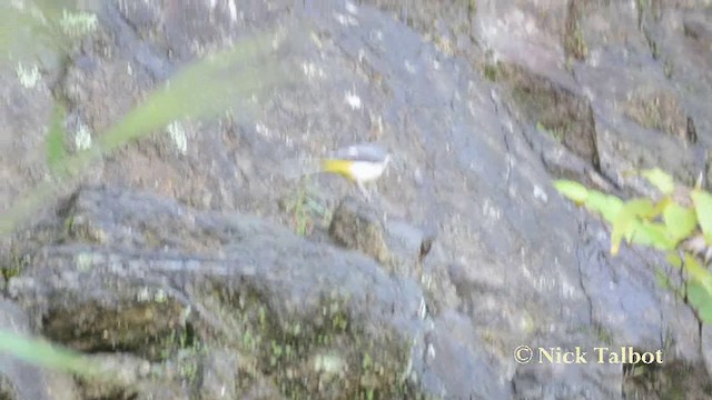 vintererle - ML201727611