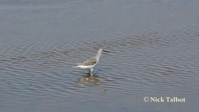 Marsh Sandpiper - ML201727621