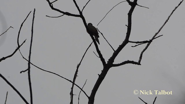 Plaintive Cuckoo - ML201727631