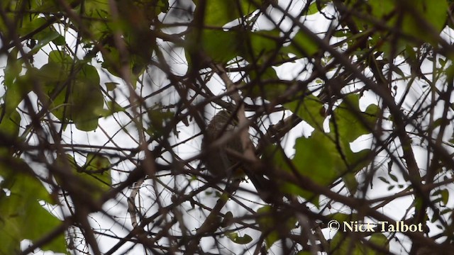 Bulbul Ventridorado - ML201727641