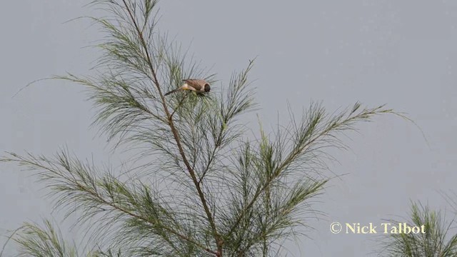 Bulbul Ventridorado - ML201727651