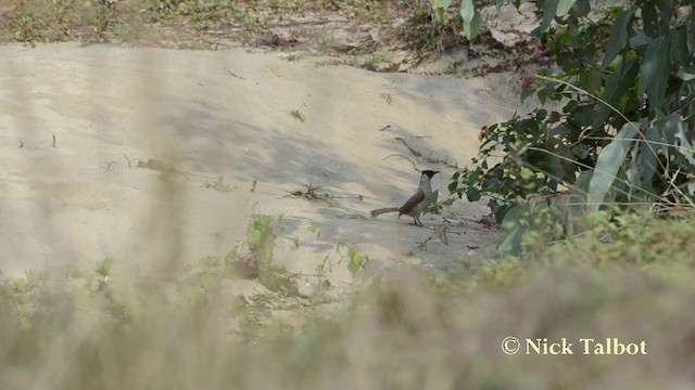 Sooty-headed Bulbul - ML201727661