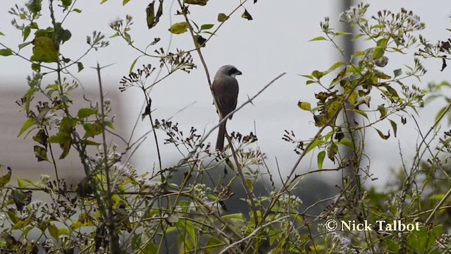 Brown Shrike (Philippine) - ML201727681