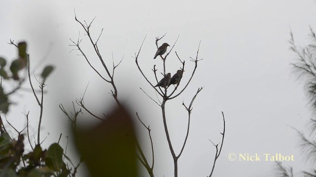 葡萄胸椋鳥 - ML201727691