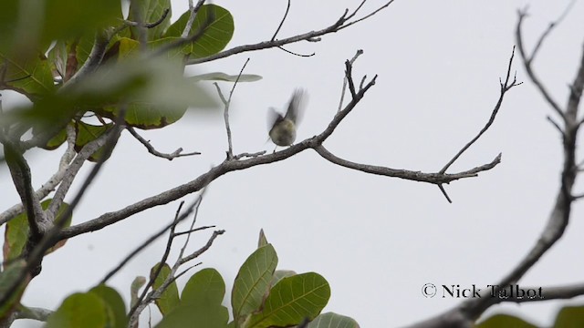 Yellow-browed Warbler - ML201727701