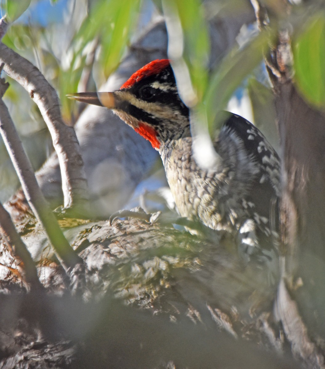 Red-naped Sapsucker - ML20172771