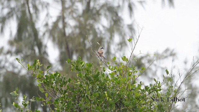 Long-tailed Shrike (schach) - ML201727721