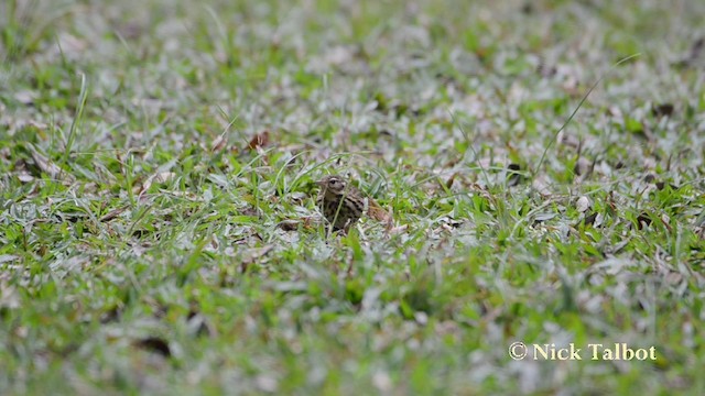 Olive-backed Pipit - ML201727731