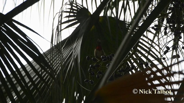 Red-whiskered Bulbul - ML201727741