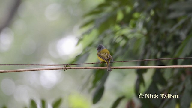 Gray-headed Canary-Flycatcher - ML201727751