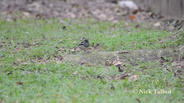 Oriental Magpie-Robin (Oriental) - ML201727761