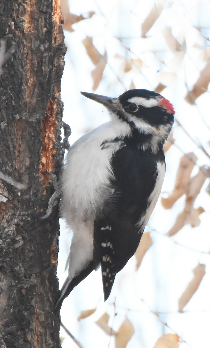 Hairy Woodpecker (Rocky Mts.) - Steven Mlodinow