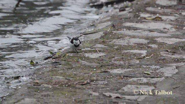 White Wagtail (Hodgson's) - ML201727821