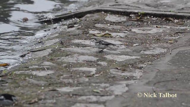 White Wagtail (Hodgson's) - ML201727841