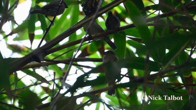 Scaly-breasted Munia (Scaled) - ML201727871