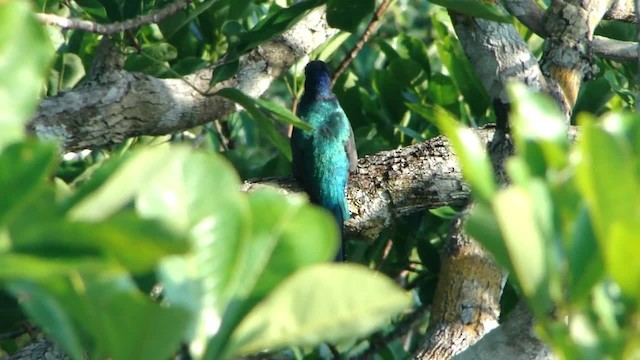 gulbrilletrogon - ML201727891