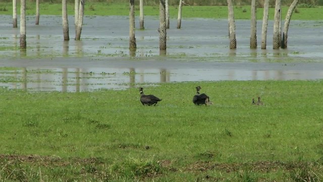 Southern Screamer - ML201727931